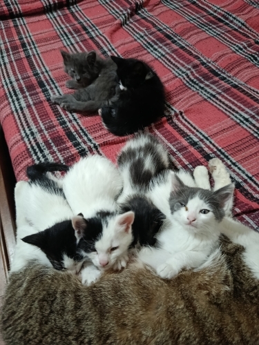 6 tane yavru var dişi ve erkek karışık fotoğraf