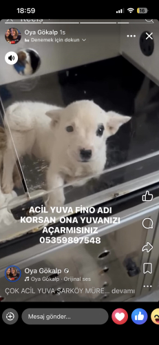 Acil yuva arıyoruz fotoğraf