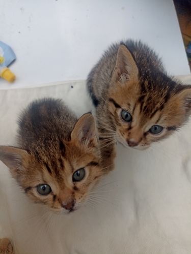 Kedi üç küçük kardeş fotoğraf