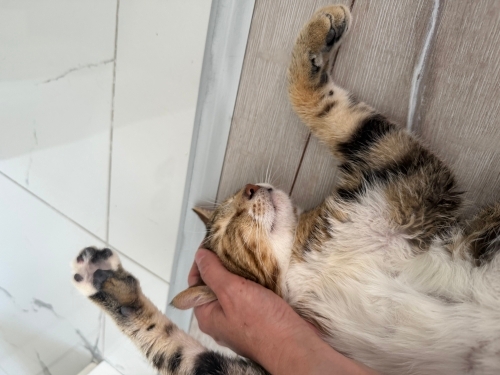 Sokağa gitmesin, kısır aşıları tam,sevgi delisi, mama yardımı yapacağım. fotoğraf