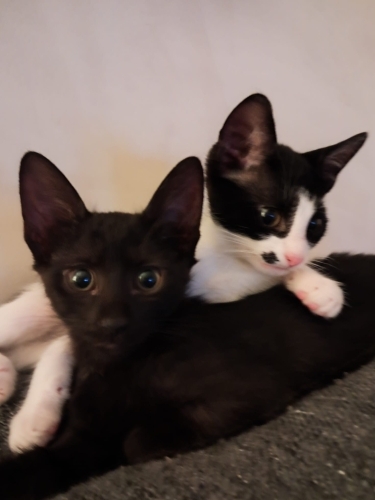 2 Minik Can Yuva Bekliyor fotoğraf