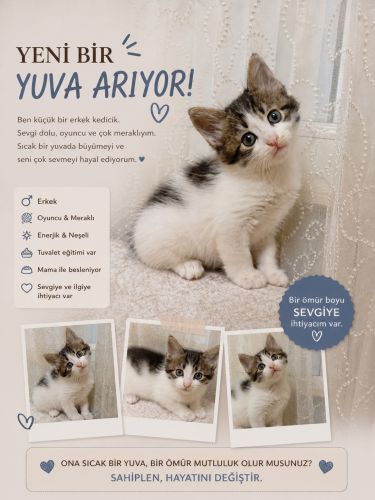 Sevimli bebeklere yuva ariyoruz fotoğraf