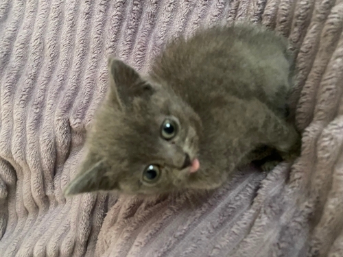 Şapşik yavru kedi fotoğraf