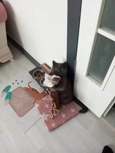 Uysal dumanımıza acil yuva arıyoruz. fotoğraf