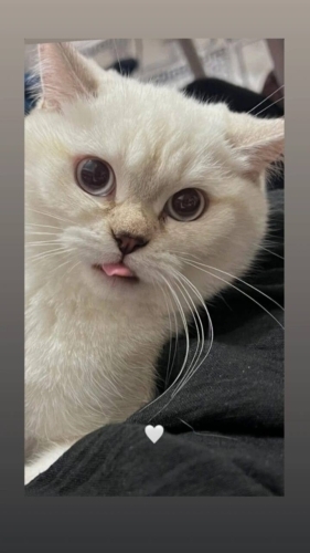 Prensese yuva arıyoruz fotoğraf