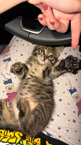 Charlie el kadar bebek yuva arıyor fotoğraf