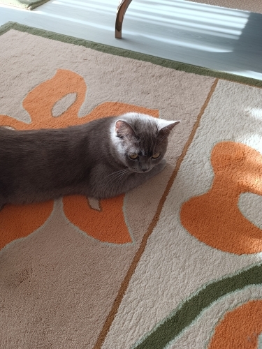 Çok tatlı ve kendini sevdiren kedi fotoğraf