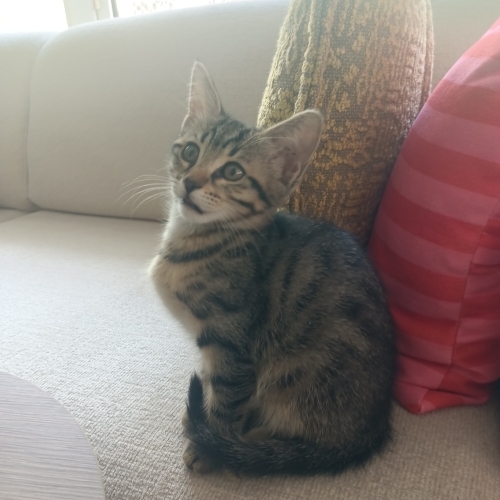 Oyuncu yavru kedi fotoğraf
