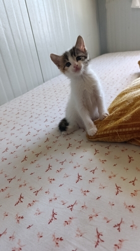 Yavru kedi için acil yuva.SADECE CİDDİ İLGİLENENLER YAZSIN fotoğraf
