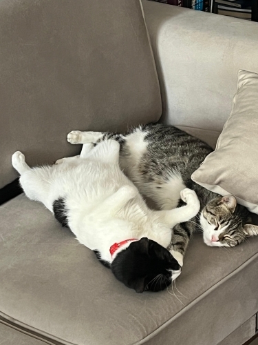 Sevgi Dolu 2 Kardeş Kediye Güzel Bir Yuva Arıyoruz 🐾 fotoğraf
