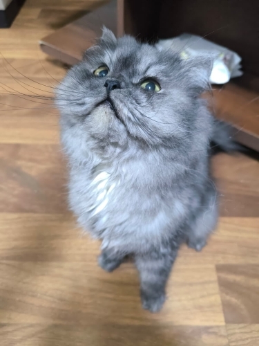 Duman rengi chincilla 2 yaşında kısırlaştırılmamış oğlan fotoğraf