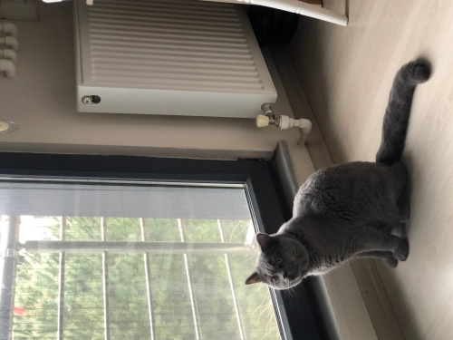 Canımız Oğlumuz Gölgeye Sıcak Bir Yuva Arıyoruz🐱 fotoğraf
