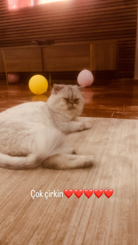 Çok sevimli çok uysal fotoğraf