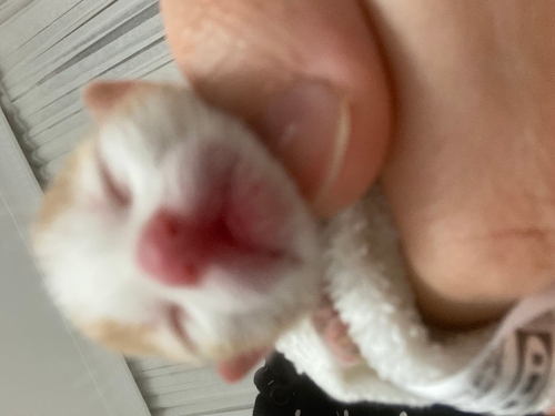 Annesi ölmüş 3 günlük fotoğraf