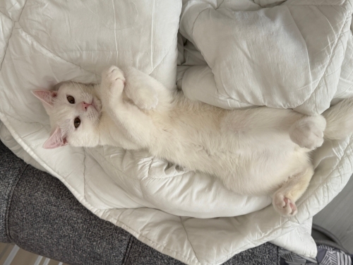 Ücretsiz kedi sahiplendirme fotoğraf