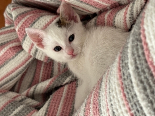 1.5 Aylık Tatlı Kedi fotoğraf