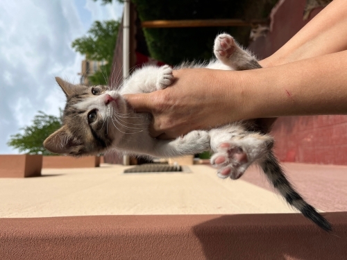 Küçük Nohut’umuza ömürlük yuva arıyoruz. Kucakta ve omuzda uyumaya bayılıyor 🫠 fotoğraf