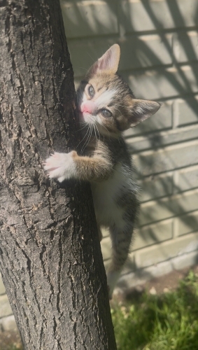 Annesi de bir yavru kediydi fotoğraf