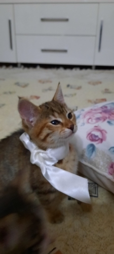 Karamelli Cikolata fotoğraf