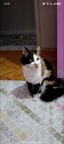 Şilamıza yeni bir aile arıyoruzz fotoğraf