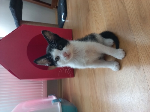 Ücretsiz Ev Kedisi Sahiplendirme fotoğraf