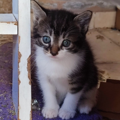 1,5 Aylık Dişi Yavru 1 fotoğraf