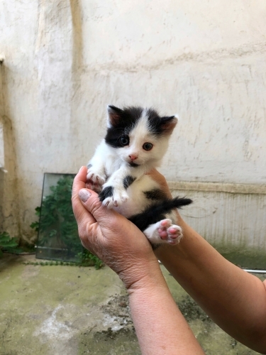 Uzun tüylü çooook güzel yavru kedi fotoğraf
