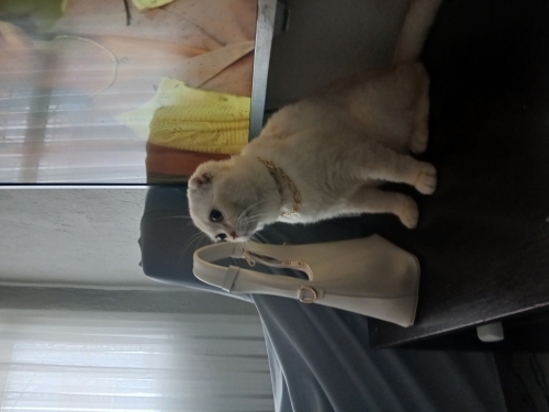 1 yaşında erkek sahiplendirme fotoğraf