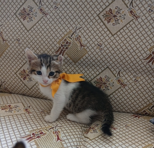 Minik patiler Yuva Arıyor(2 dişi , 1 erkek) fotoğraf