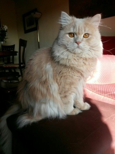 British Longhair icin acil yuva aranıyor! fotoğraf
