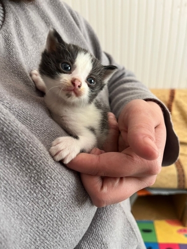 Fiko bebek ömürlük yuvasını arıyor fotoğraf
