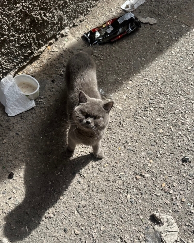 Kediyi sokaga bırakmıslar bende sahıplenemıyorum cins kedi l fotoğraf