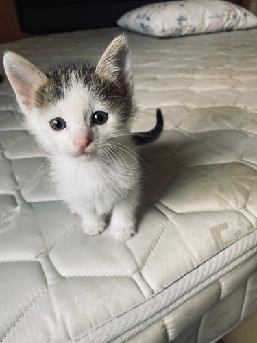 Minik yakışıklı prensime yuva arıyorum fotoğraf