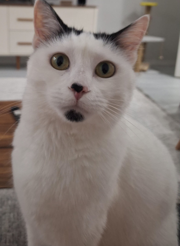 MİA KIZIMIZA ÖMÜRLÜK YUVA ARIYORUM fotoğraf