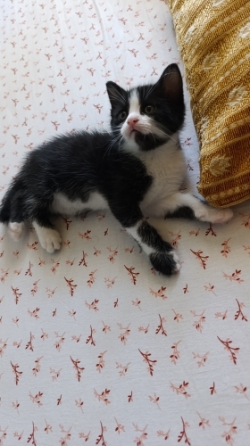 Yavru kedi çok acil yuva fotoğraf