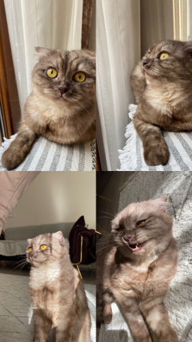 4 yaşında dişi kedi fotoğraf