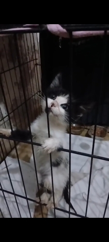 Acil yuva aranıyor .1 aylık fotoğraf