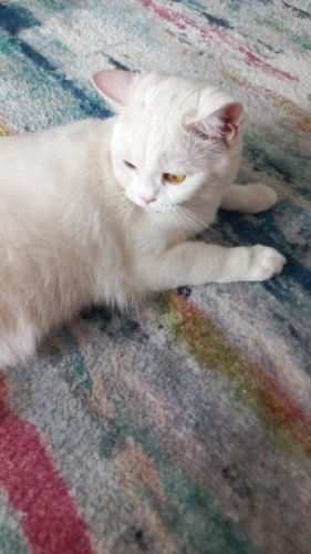 Merzifon. Uysal, sevecen, kısır 1 yaşında fotoğraf