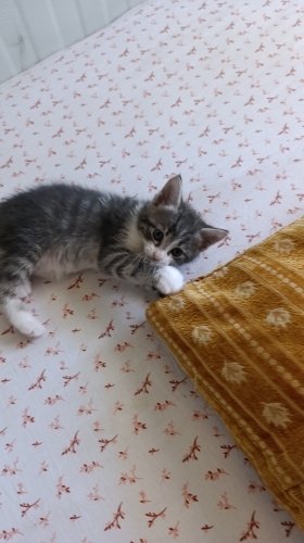 Yavru kedi için cok acil yuva fotoğraf