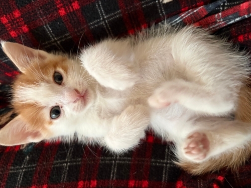 KONYA YAVRU KEDİLER fotoğraf