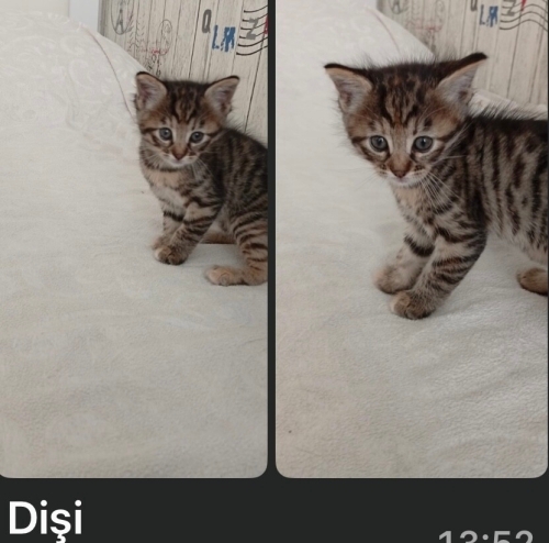 Minik bebeğe yuwa fotoğraf