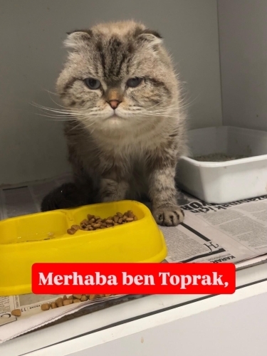 TOPRAK TERK EDİLDİ VE YENİ YUVASINI ARIYOR fotoğraf