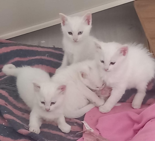 MİNİ MİNİ ERKEK VE DİŞİ VAN KEDİSİ BEBİŞLERİ..!! fotoğraf