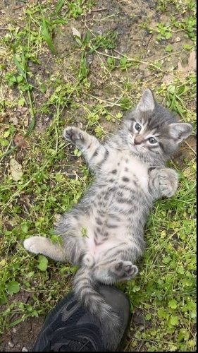 Afacan ömürlük bir yuva arıyor fotoğraf