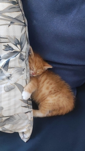 Çok oyuncu yavru kedi fotoğraf