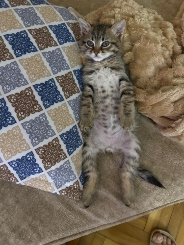 Cok oyuncu uslu fotoğraf