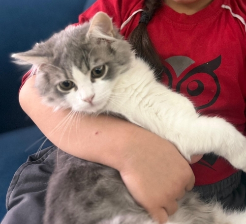 Tatlış fıstık yaşayacak bir ev arıyor fotoğraf