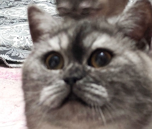 10 aylık kısır oyuncu tonton Merlin fotoğraf