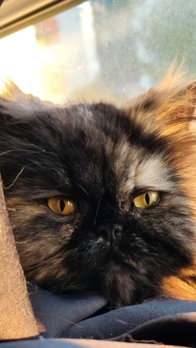 Kısır 3 yaşında İran kedim fotoğraf