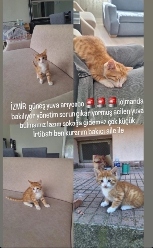 🧨Yuvası evi olun Lütfen 🌸 fotoğraf